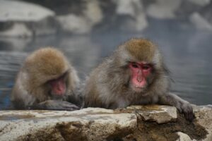 露天風呂宿泊で得られる美肌効果とは？