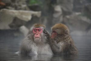 50代夫婦におすすめの露天風呂付き温泉宿は？