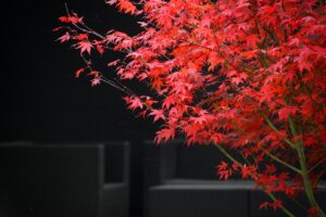 50代夫婦が贅沢に楽しむ2026年の温泉宿ラウンジはどこ？